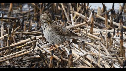 Corn Bunting