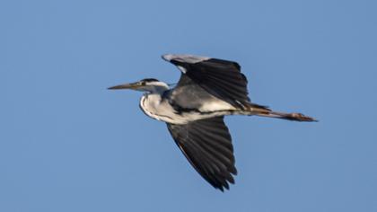 Grey Heron