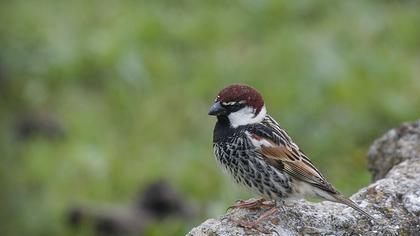 Spanish Sparrow