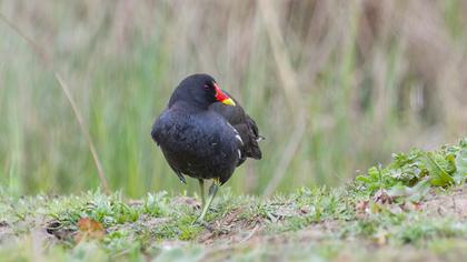 Common Moorhen