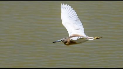Squacco Heron