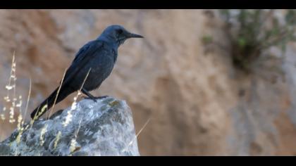 Blue Rock Thrush