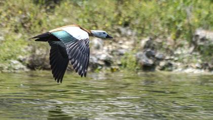 Ruddy Shelduck