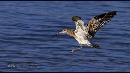 Eurasian Curlew