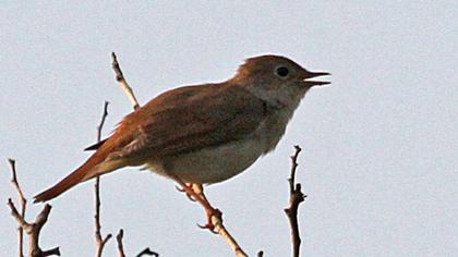 Common Nightingale