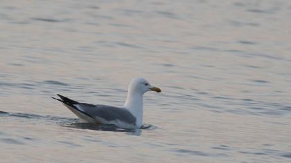 Caspian Gull