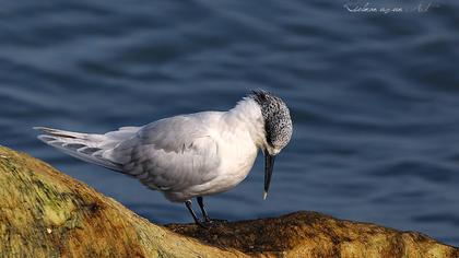Sandwich Tern