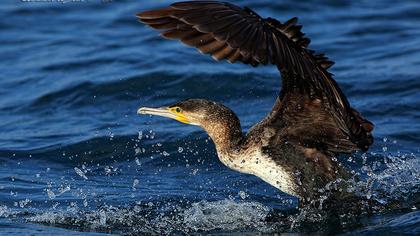 Great Cormorant