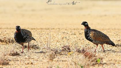 Black Francolin
