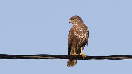 Common Buzzard
