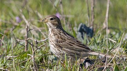 Corn Bunting
