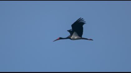 Black Stork