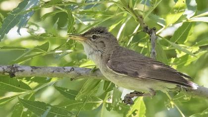 Marsh Warbler