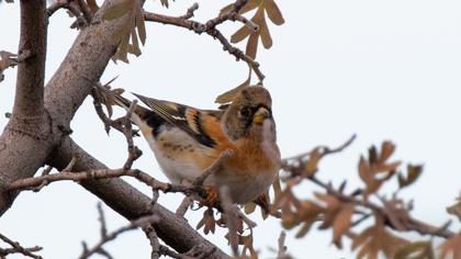 Brambling
