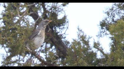 Fieldfare