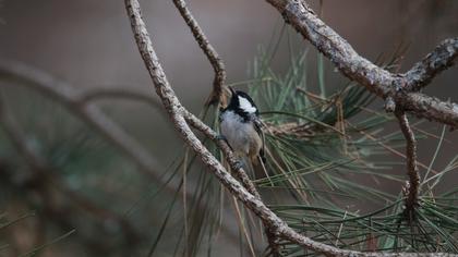 Coal Tit