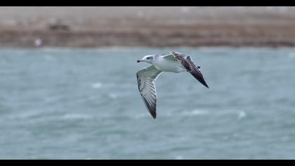 Pallas`s Gull