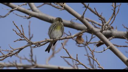 European Serin