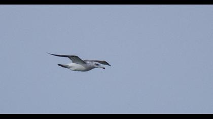 Pallas`s Gull