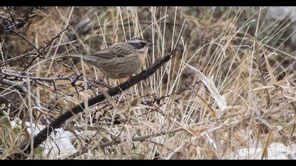 Radde`s Accentor