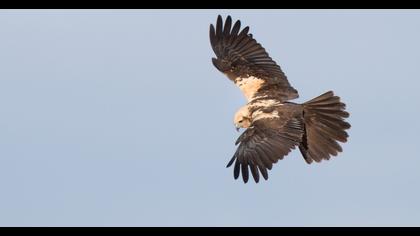 Western Marsh Harrier