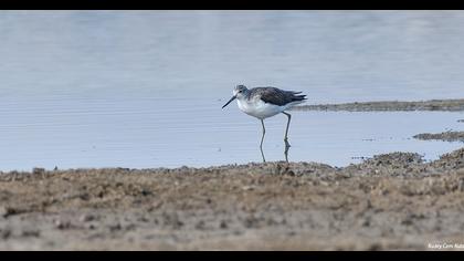 Common Greenshank