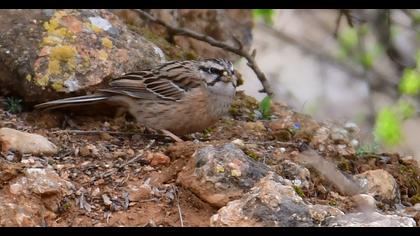 Rock Bunting