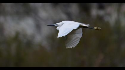 Little Egret