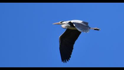 Grey Heron