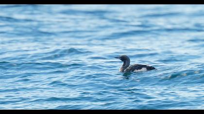 Black-throated Loon