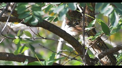 Akgerdanlı ötleğen