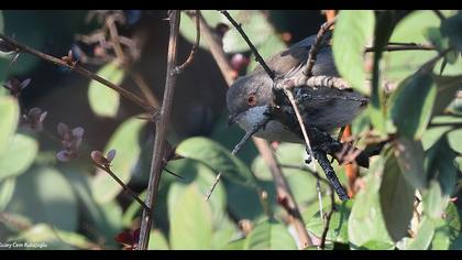 Sardinian Warbler