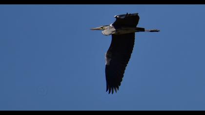 Purple Heron