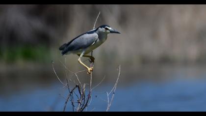Black-crowned Night Heron