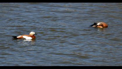 Ruddy Shelduck