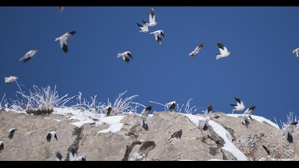 White-winged Snowfinch