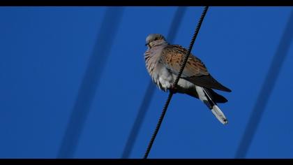 European Turtle Dove