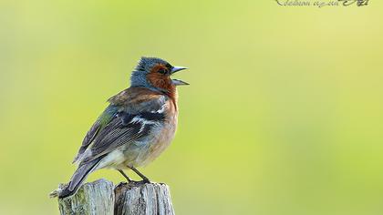 Common Chaffinch