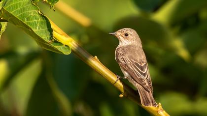 Spotted Flycatcher