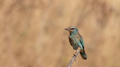 European Roller
