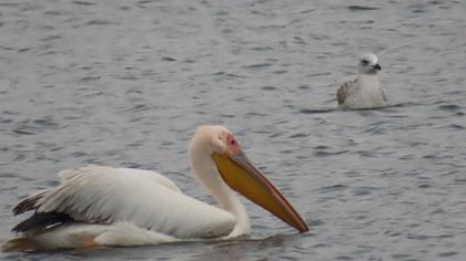 Great White Pelican