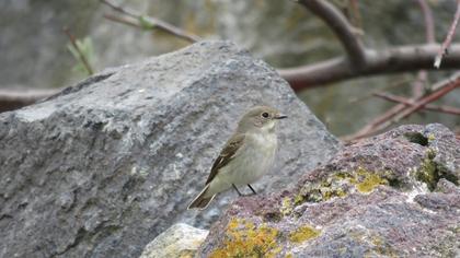 Semicollared Flycatcher