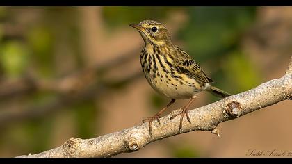 Tree Pipit