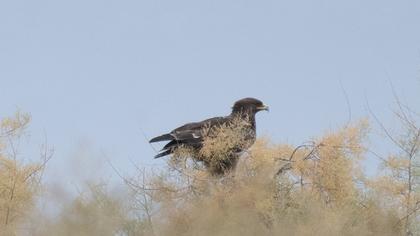Greater Spotted Eagle