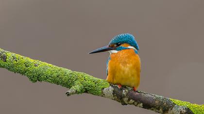 Common Kingfisher