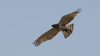 Short-toed Snake Eagle