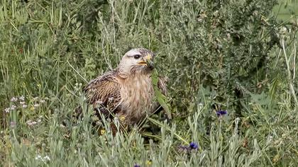 Long-legged Buzzard