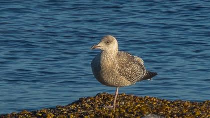 European Herring Gull