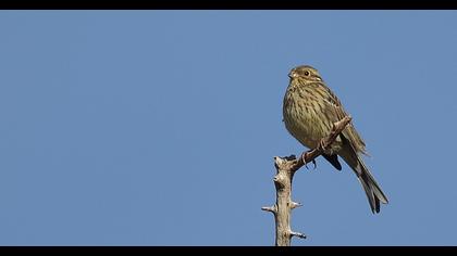 Cirl Bunting