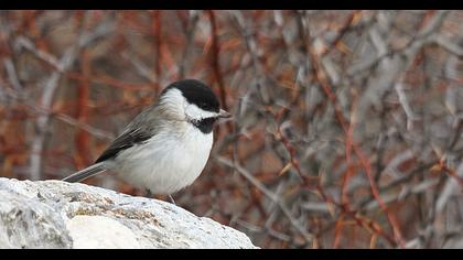 Akyanaklı baştankara